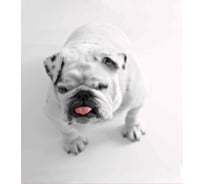 Шторка для ванны Melodia della vita тканевая 180х200 см Верный друг MZ-119 21007