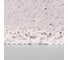 Коврик для ванной WasserKraft Диль (Dill) Pastel Parchment BM-3950 3