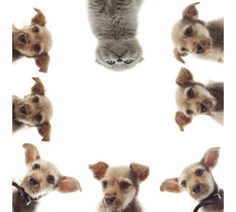 Тканевая шторка для ванны Melodia della vita 180х200 см И кто тут главный? MZ-134 20906