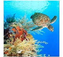 Шторка в ванную комнату Brimix фотопечать, ГИГАНТСКАЯ ЧЕРЕПАХА 02-10