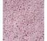 Коврик для ванной WasserKraft Каммель (Kammel) Chalk Pink BM-8309 4