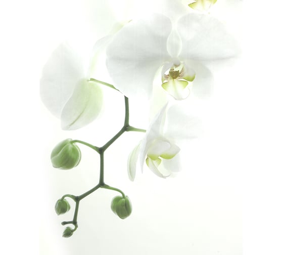 Шторка в ванную комнату Bacchetta 180x200 см, Orchidea 7826