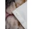 Штора Bath Plus 180x200 д/в cat3 (white) ch-21328 5
