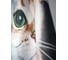Штора Bath Plus 180x200 д/в cat3 (white) ch-21328 6