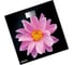 Напольные электронные весы Centek Pink Flower 180кг, LCD 45x28,размер 26х26см CT-2416 Pink Flower 1