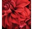 Напольные весы Scarlett электронные, стекло, 180 кг SC-BS33E027 4