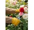 Перчатки садовые GRINDA Line Rose M (8), кожаные, для колючих кустарников, с увеличенной крагой, усиленная ладонь и кончики пальцев 11303-M 2