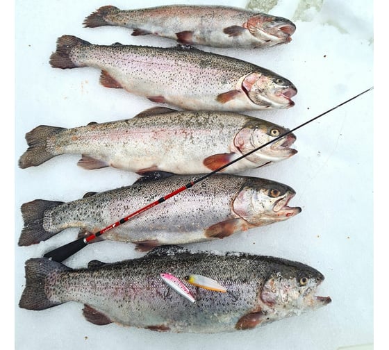 Телескопическое зимнее удилище SALMO Diamond PERCH TELE 52 см 433-01