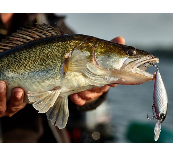 Плавающий воблер LUCKY JOHN LJ Original SHAD-X F 08.00, цвет 003 LJO0308F-003
