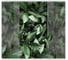 Фотообои Fbrush Листья за стеклом 3x2,7 e-23214007 1