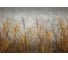 Фотообои Fbrush Золотистая рожь 4x2,7 см e-24214317 1