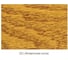 Морилка Minwax WF 221 Ипсвичская сосна 3.785 л 71004 2