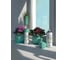 Декоративная аэрозольная краска CORALINO LIGHT Волшебная мята CL1007 4