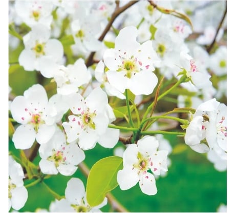 Фотообои Симфония "Белоснежная яблоня", 210x200 см К-178