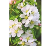 Фотообои Симфония "Волшебная яблоня", 140x200 см В-015