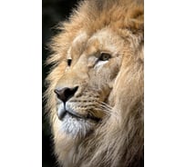 Флизелиновые фотообои на стену ООО Первое ателье животные, "Царь зверей", 100x270 см (ШхВ) pw150479-1