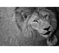 Флизелиновые фотообои на стену ООО Первое ателье животные, "Фото льва скрытой камерой", 200x150 см (ШхВ) pw150466-1