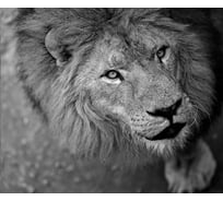 Флизелиновые фотообои на стену ООО Первое ателье животные, "Фото льва скрытой камерой", 300x270 см (ШхВ) pw150466-3