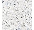 Керамогранит AlmaCeramica Terrazzo лаппатированный, 570х570 мм, 5 шт. GFA57TRZ07L 5