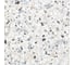 Керамогранит AlmaCeramica Terrazzo лаппатированный, 570х570 мм, 5 шт. GFA57TRZ07L 8