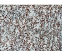 Обои виниловые на флизелиновой основе Е188хх Вереск (1.06х10 м; 4 рулона) Elysium Е18806