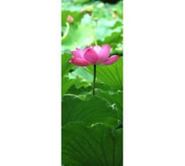 Обои Milan Лотос Масло (1х2.7 м; 1 лист) АртПолиграф M 1007