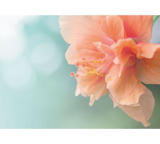 Фотообои Тропический гибискус 380х270 см МИР PrMIR-6032-V4 1