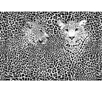 Обои АртПолиграф Milan Черно-белые леопарды, 200х135 см M 604