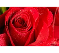 Обои АртПолиграф Milan Алый аромат, 200х135 см M 640