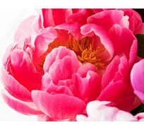 Обои АртПолиграф Milan Под знаком пи, 200х135 см M 669