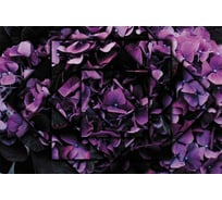 Обои АртПолиграф Milan Фиалковая геометрия, 200х135 см M 616