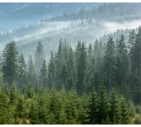 Фотообои Dekor Vinil Туман в лесу 300х260 см 7721dv