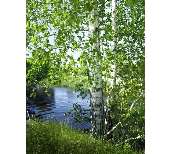 Фотообои Dekor Vinil Береза у воды 200х260 см 7189dv 1