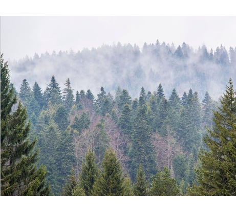 Бумажные бесшовные фотообои Verol Лес 6-БФО_04566