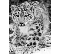 Бумажные бесшовные фотообои Verol Снежный барс 25-БФО_04584