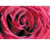 Обои Антимаркер Milan Красная роза 300x200 см M 739
