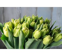 Обои Антимаркер Milan Весна 300x200 см M 791