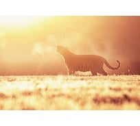 Обои Антимаркер Milan Утро 300x200 см M7165