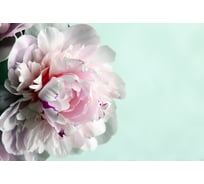 Обои Антимаркер Milan Розовый пион 400x270 см М4011