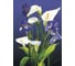 Фреска ООО Ортограф Flower composition 2x2.7 м FX_31634 2