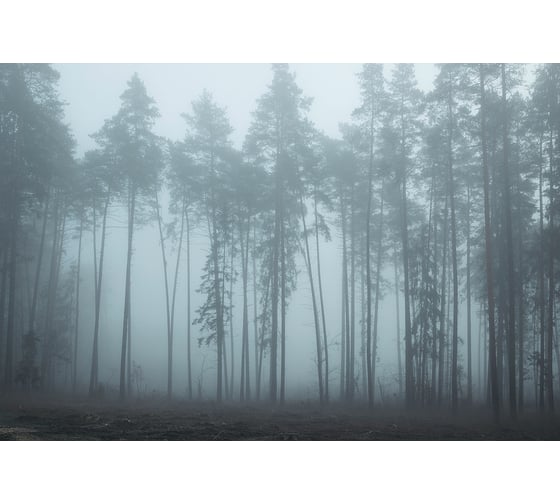 Фреска ООО Ортограф Foggy forest 4x2.7 м FX_34458