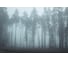 Фреска ООО Ортограф Foggy forest 4x2.7 м FX_34458 2