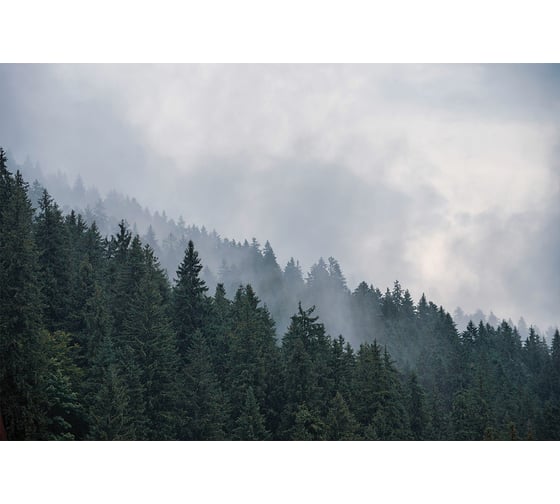 Фреска ООО Ортограф Foggy forest 4x2.7 м FX_34589