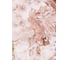 Фотообои ООО Ортограф Cream red 2x2.7 м OF_34002 2