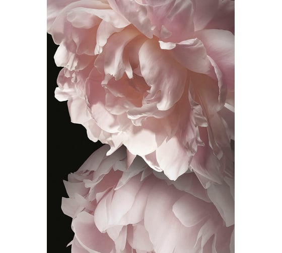 Фреска ООО Ортограф Pink peonies 2x2.7 м FX_34344