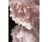 Фреска ООО Ортограф Pink peonies 2x2.7 м FX_34344 2