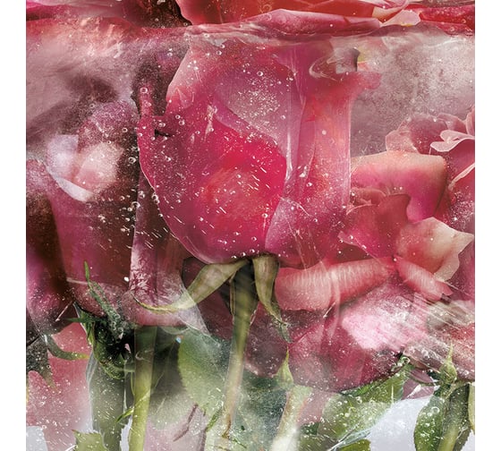 Фотообои ООО Ортограф Ice roses pink 2.99x3 м OF_31662