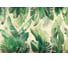 Фреска ООО Ортограф Palm leaves 4x2.7 м FX_34204 2