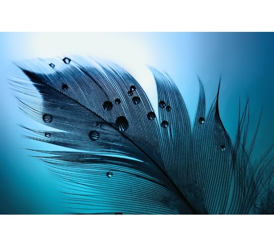 Фотообои 3D Design Studio 3D Перо с каплями росы 400x270 см MC-008_400х270