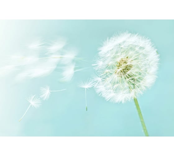 Фотообои Fotooboikin "Цветы" 400x270 см fot-111